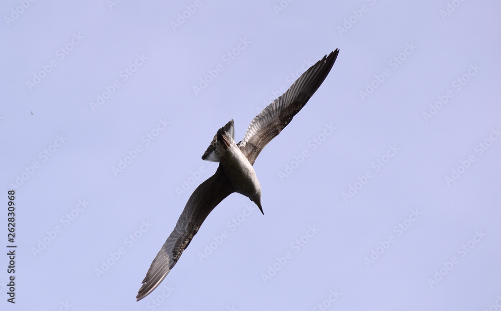 Obraz premium Fliegende Möwe