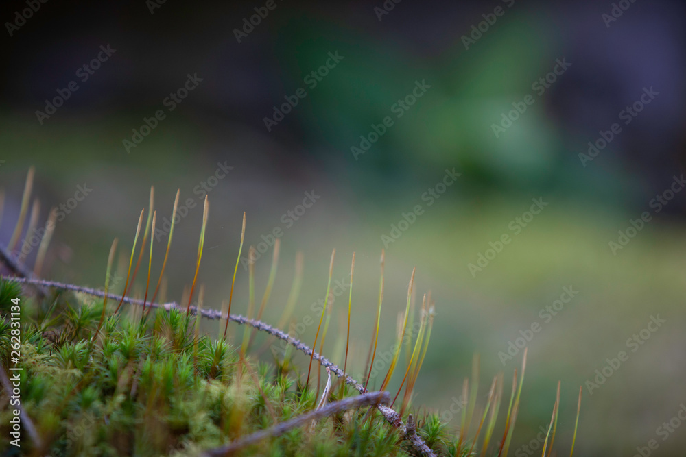 Fototapeta premium Close up of new spring growth on a forest floor selective focus