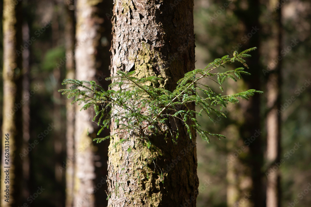 New green branch growing out of the trunk of a Scots pine tree in a forest New green branch growing out of the trunk of a Scots pine tree in a forest