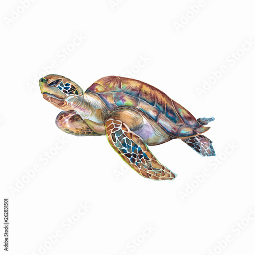 Rainbow turtle.