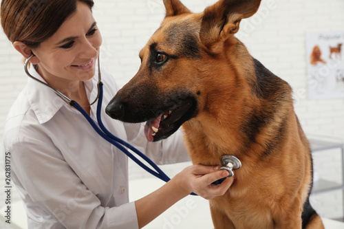 Professional veterinarian examining German Shepherd dog in clinic