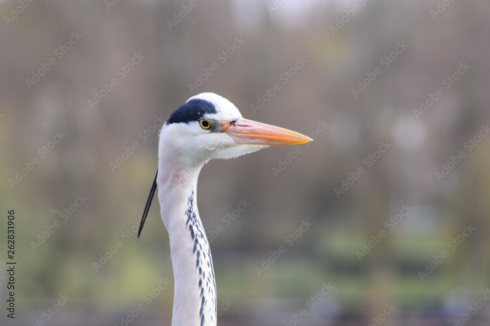 Reiher Reiher