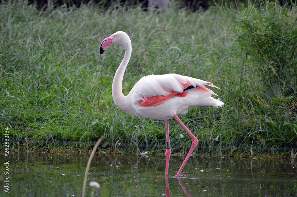 Flamingo Flamingo