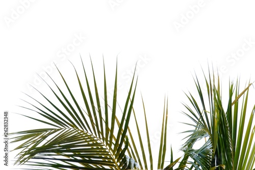 Coconut leaves on white isolated background for green foliage backdrop 