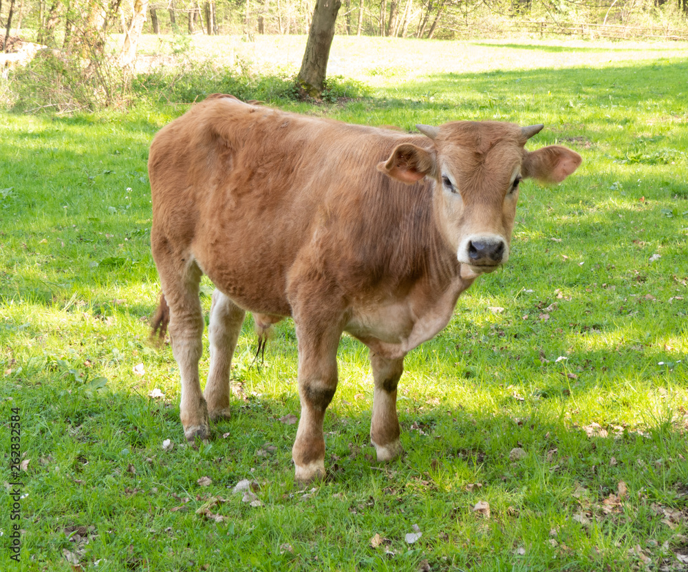 Calf standing on grass looking towards the camera Calf standing on grass looking towards the camera