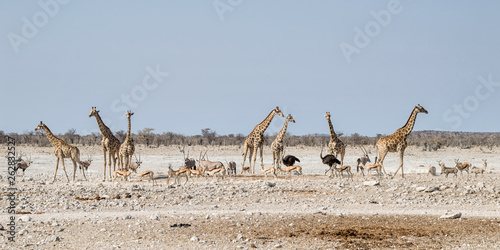 Busy Watering Hole © Cathy Withers-Clarke