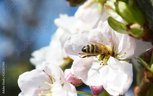 Biene auf einer Blume