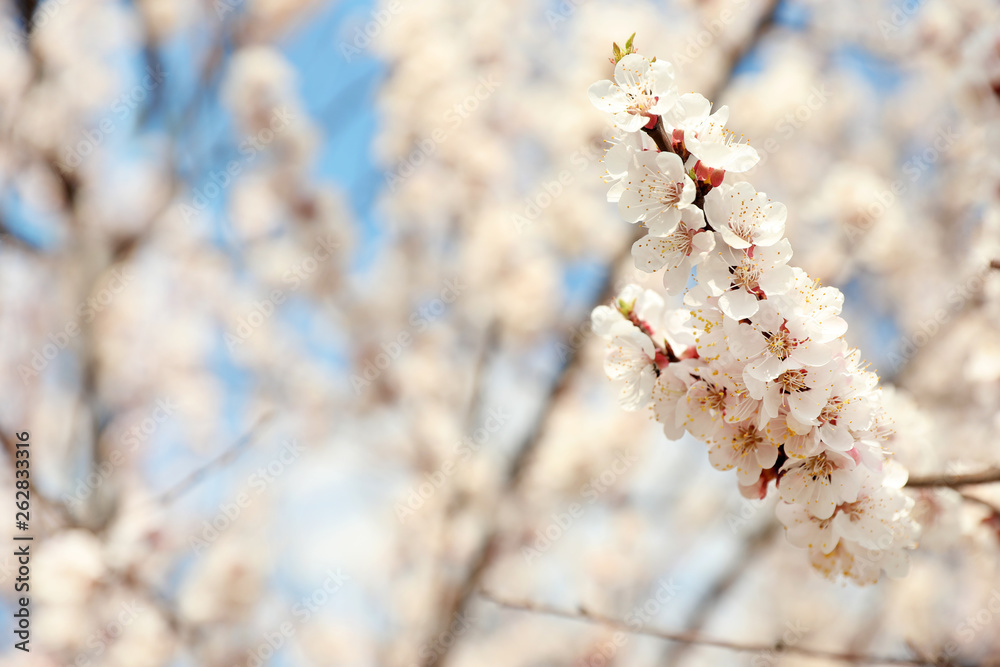 Beautiful apricot tree branches with tiny tender flowers outdoors, space for text. Awesome spring blossom Beautiful apricot tree branches with tiny tender flowers outdoors, space for text. Awesome spring blossom