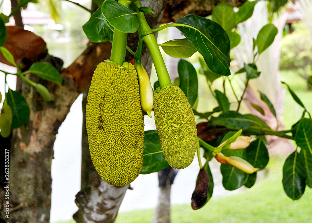 jackfruit on tree jackfruit on tree