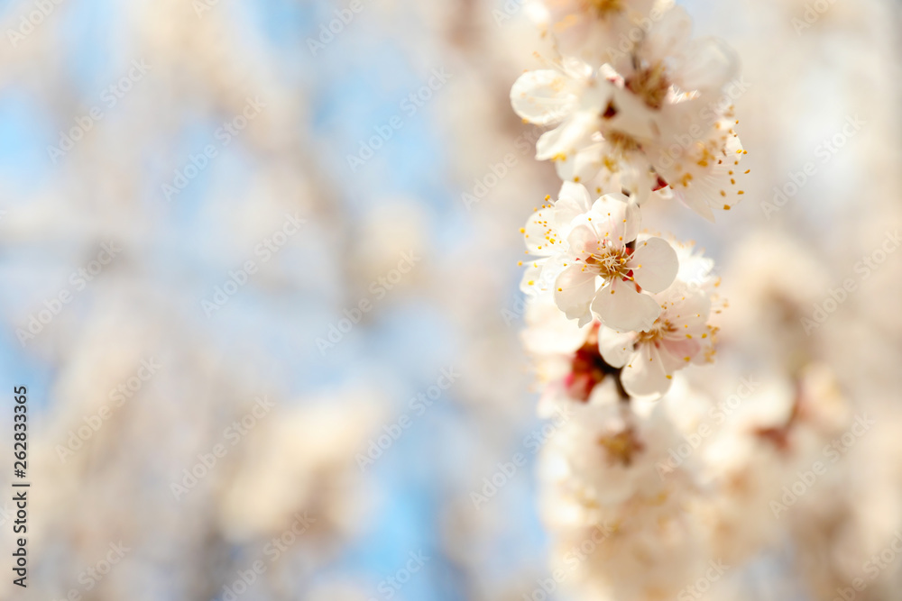 Beautiful apricot tree branch with tiny tender flowers outdoors, space for text. Awesome spring blossom Beautiful apricot tree branch with tiny tender flowers outdoors, space for text. Awesome spring blossom