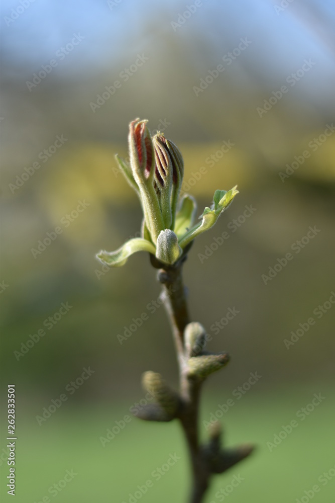 Austreibender Walnussbaum (Juglans regia) Austreibender Walnussbaum (Juglans regia)