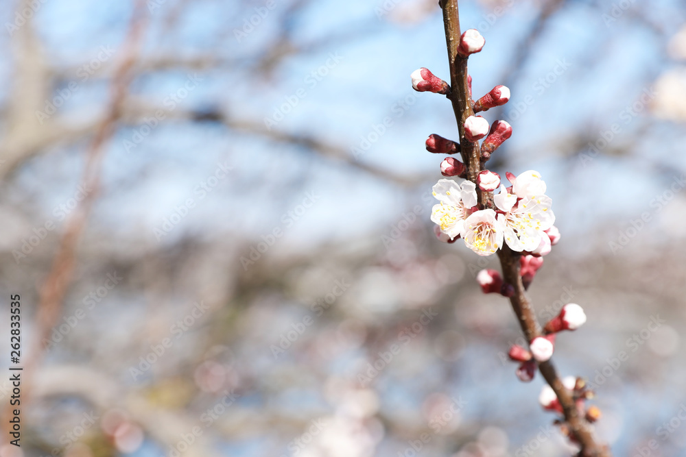 Beautiful apricot tree branch with tender flowers outdoors, space for text. Awesome spring blossom