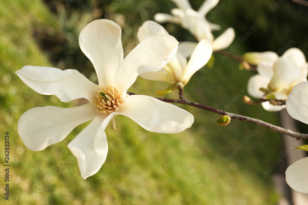 Magnolia tree branch with beautiful flowers outdoors, closeup. Awesome spring blossom