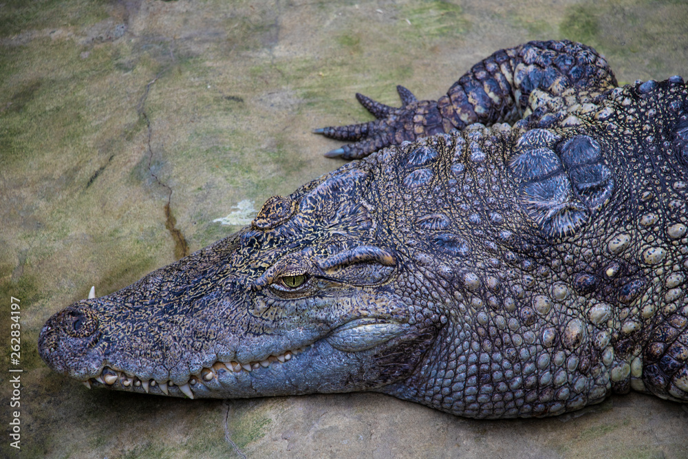 Obraz premium Close up on crocodile head with big teeth.