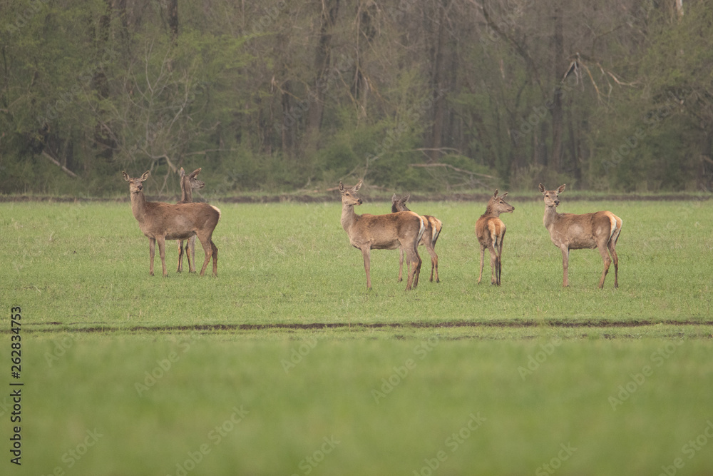 A group of deer standing on the field. The trees in the background, they're all looking at the camera. The grass beneath the hooves of the green. A group of deer standing on the field. The trees in the background, they're all looking at the camera. The grass beneath the hooves of the green.
