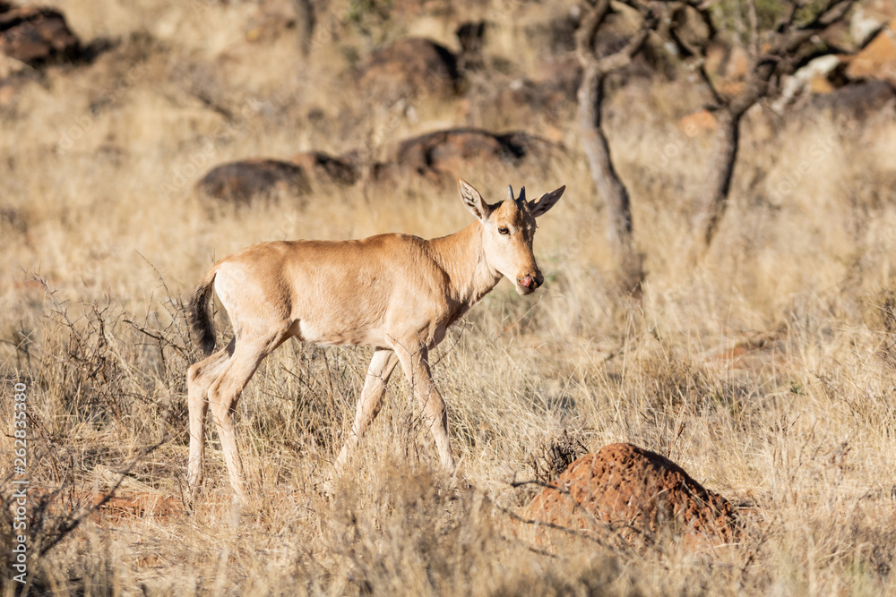 Red Hartebeest Calf