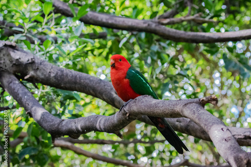 Australian king parrot (Alisterus scapularis).