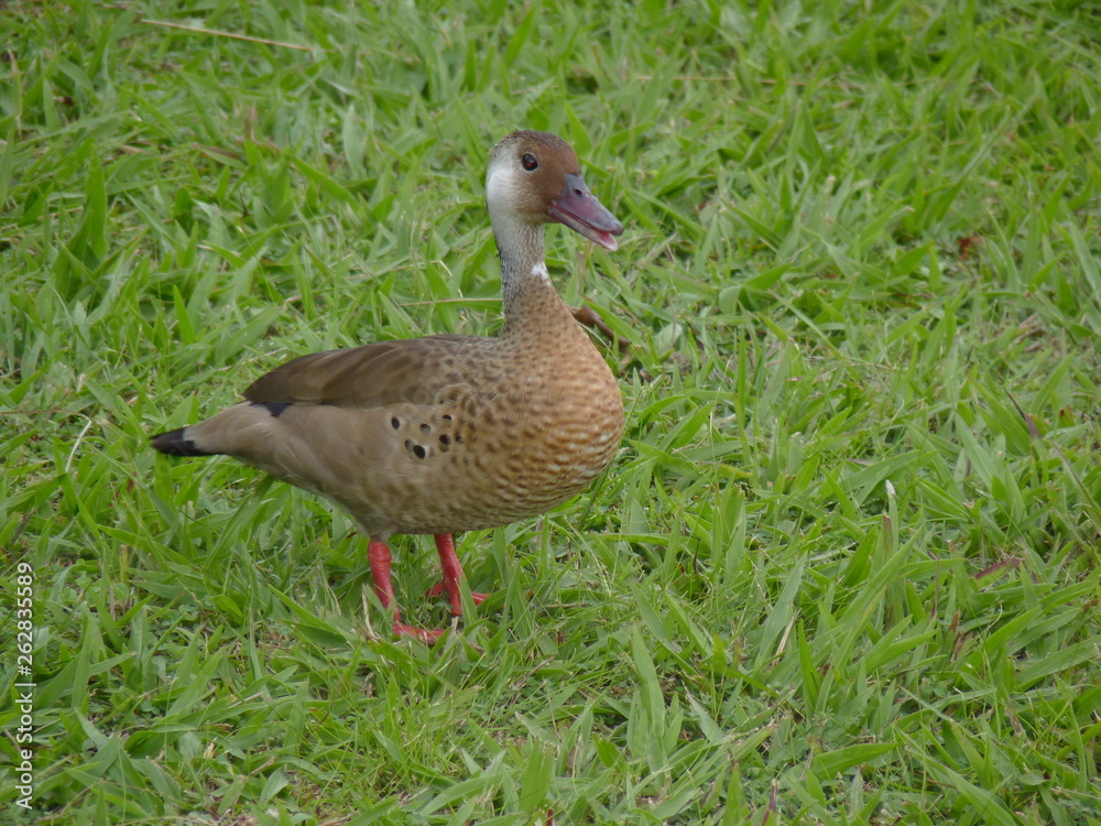 Pássaros - Mangal das garças