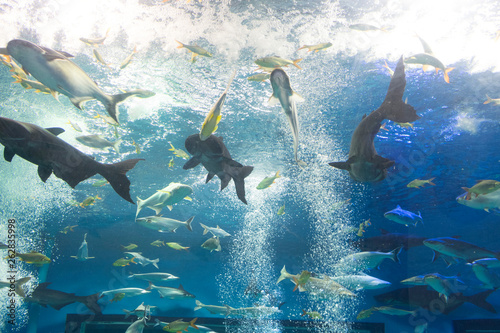 Iridescent shark and many fish in aquarium tank  photo