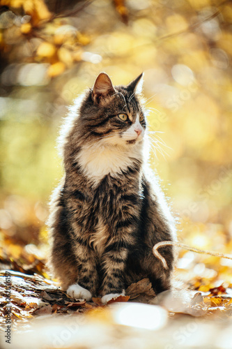 cat in the autumn forest