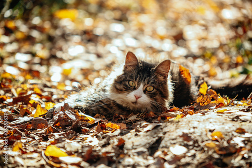 cat in the autumn forest