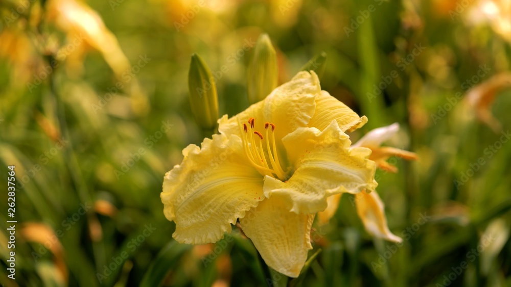 Fototapeta premium yellow flowers in the garden
