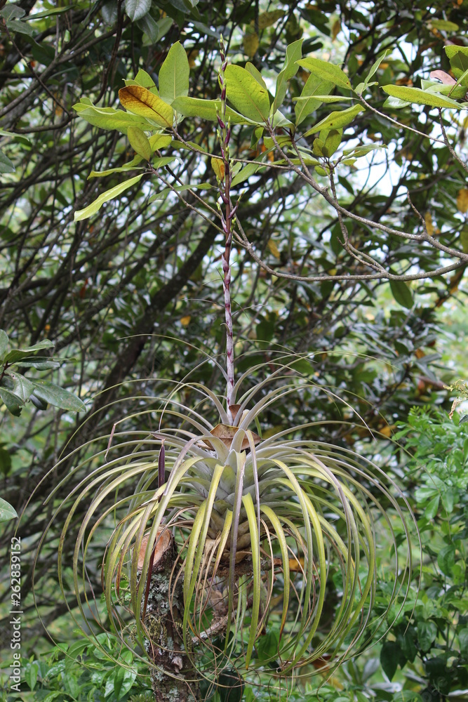 Fototapeta premium Naturaleza