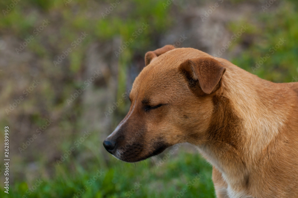 Beautiful orange dog in the nature. A dog surrounded by green grass
