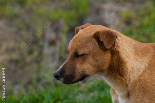 Beautiful orange dog in the nature. A dog surrounded by green grass © finchmaystor