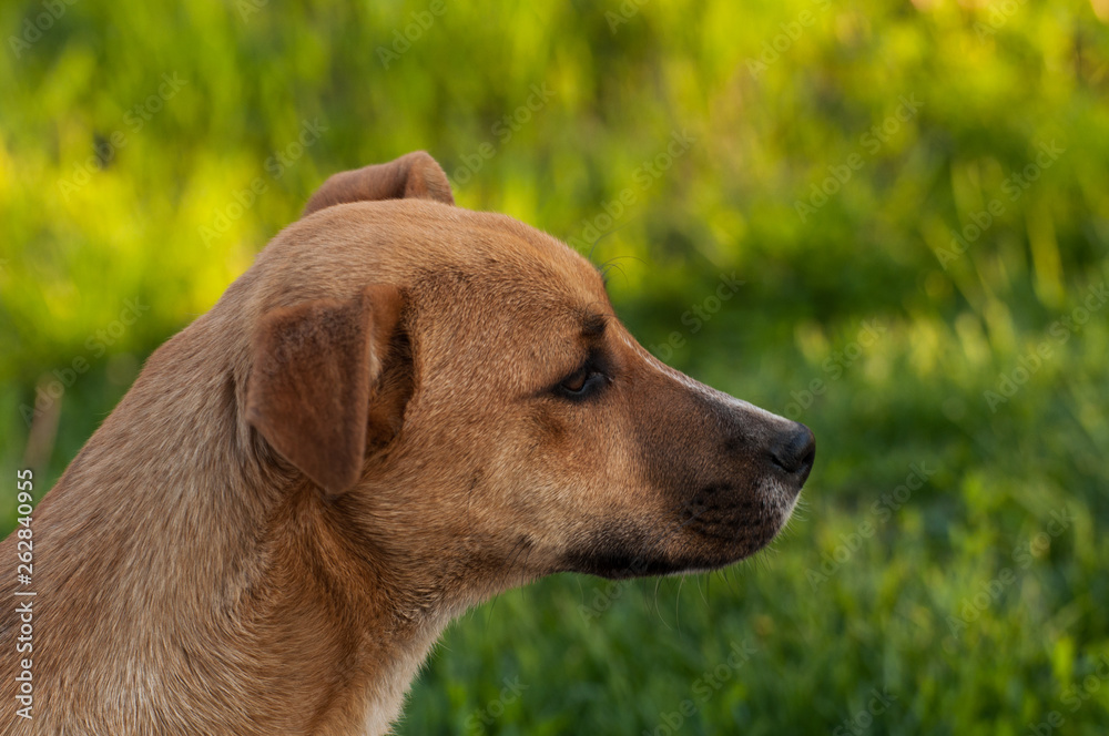 Beautiful orange dog in the nature. A dog surrounded by green grass Beautiful orange dog in the nature. A dog surrounded by green grass