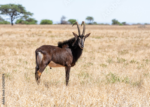 Sable Bull