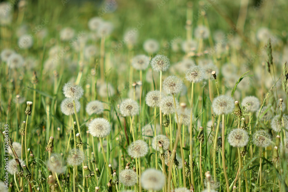 Dandelion Clouds Close Up