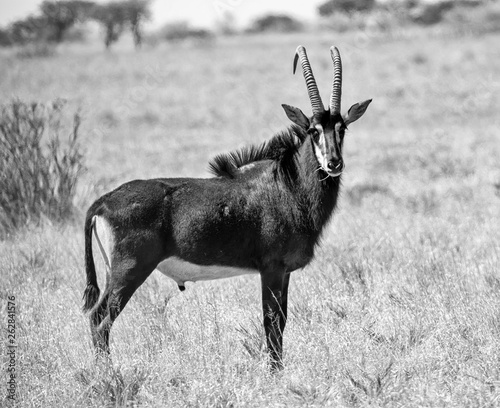 Sable Bull