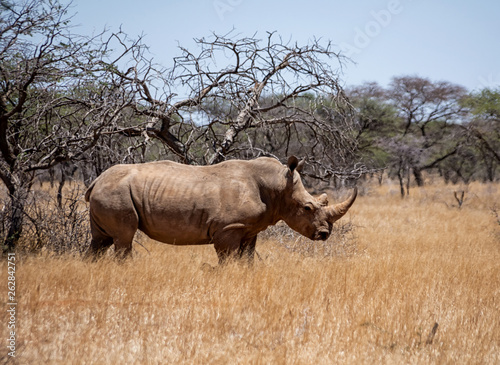 White Rhino