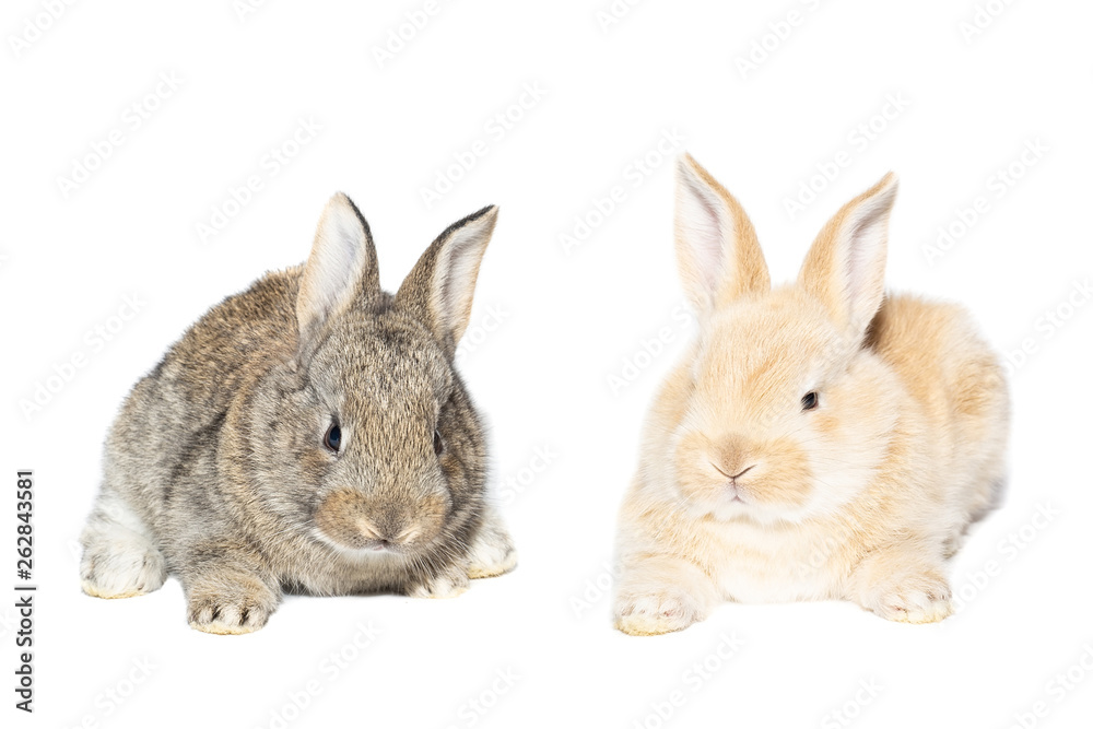 rabbit on white background rabbit on white background
