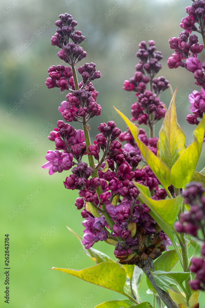 Fototapeta premium Violetter Flieder Blühend und Knospen vor Wiese