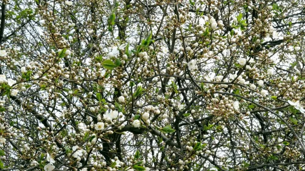 Blossom branches of a tree in springtime sway in the wind. Nature background. Close-up. Blossom branches of a tree in springtime sway in the wind. Nature background. Close-up.