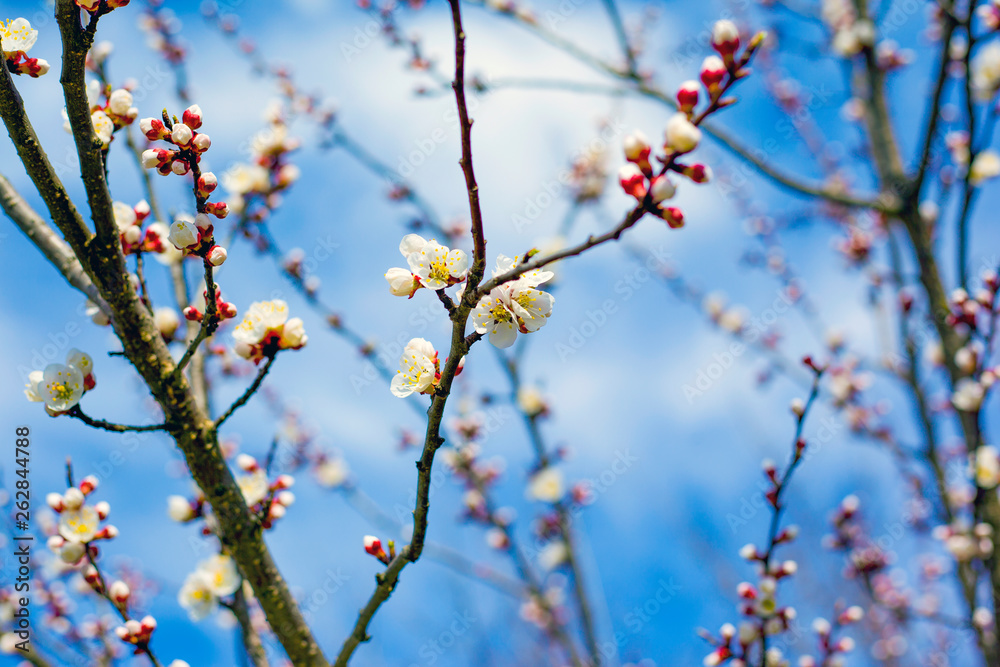 blooming spring apricot against the blue sky blooming spring apricot against the blue sky