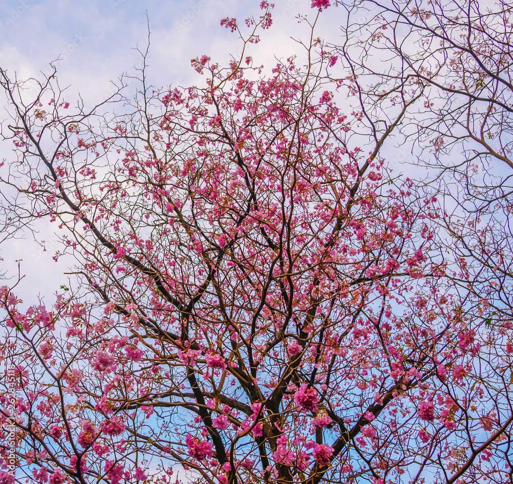 Beautiful blooming pink trumpet tree flowers in the park Beautiful blooming pink trumpet tree flowers in the park