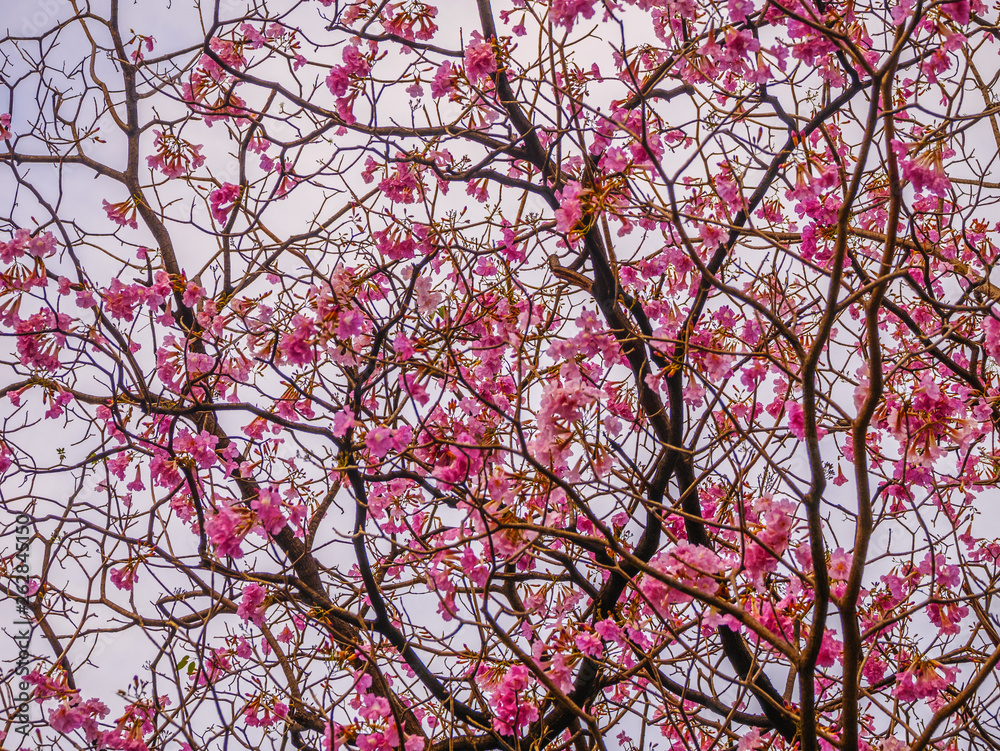 Beautiful blooming pink trumpet tree flowers in the park Beautiful blooming pink trumpet tree flowers in the park