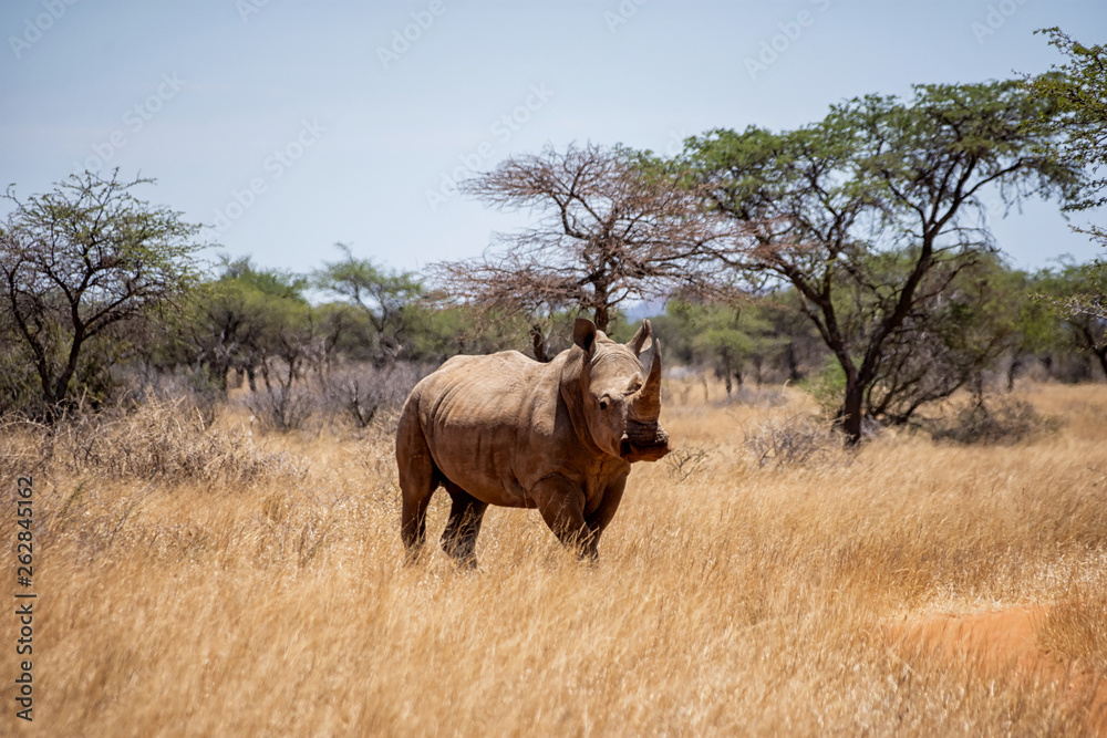 White Rhino