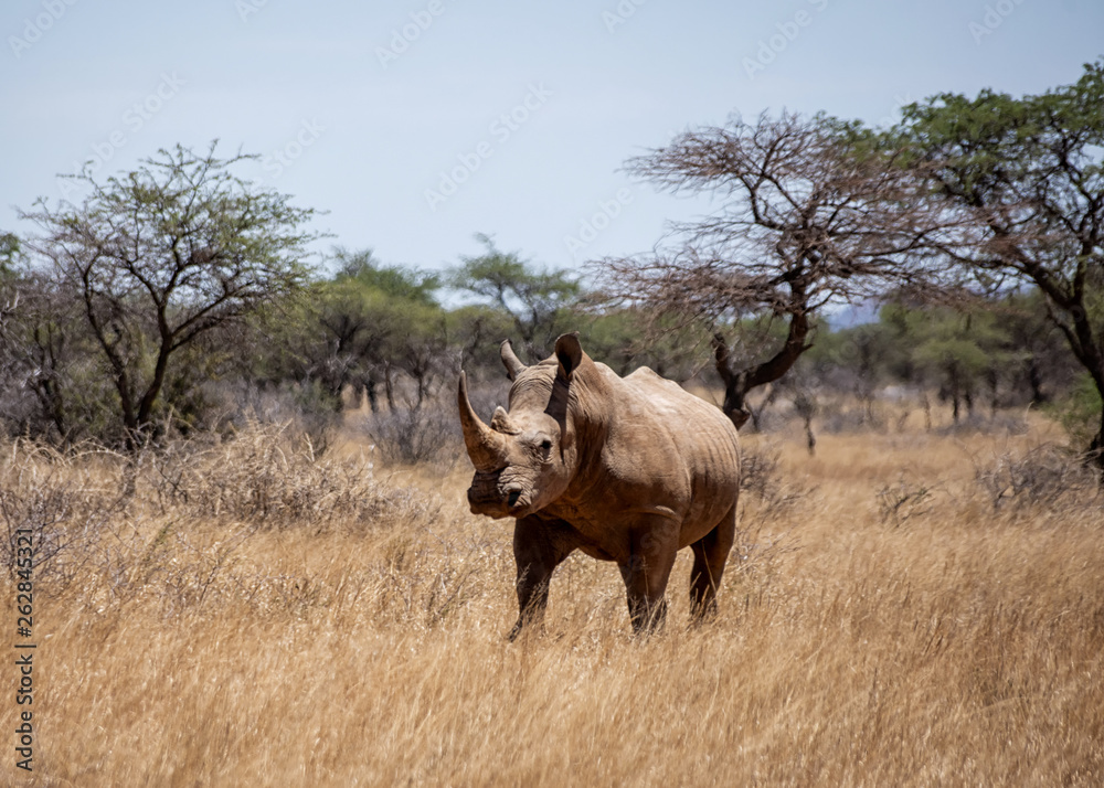 Fototapeta premium White Rhino