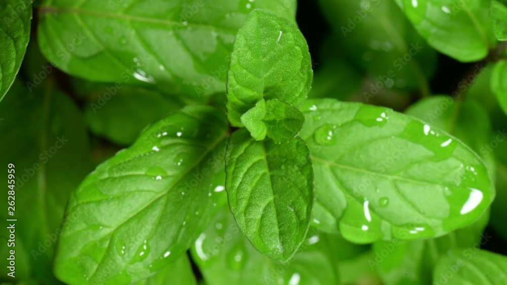 Close-up of he wet green mint are dries on the air. Time-lapse. Close-up of he wet green mint are dries on the air. Time-lapse.