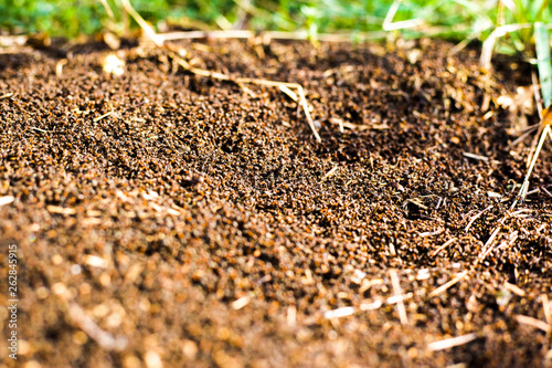 a large mound of termites, termites eat rotten trees © Fukume