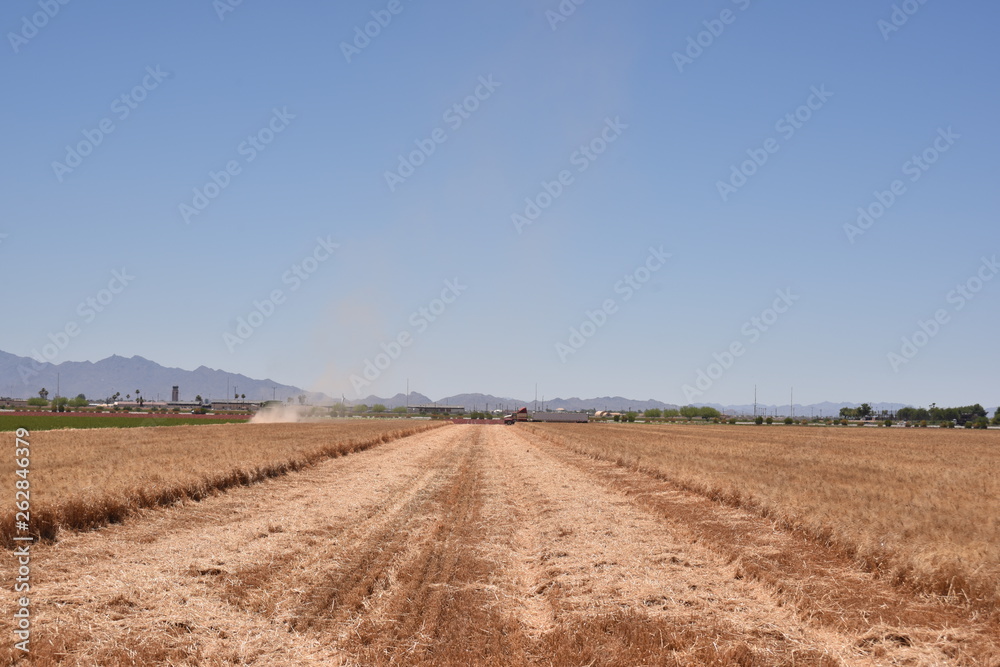 Obraz premium Arizona wheat harvested