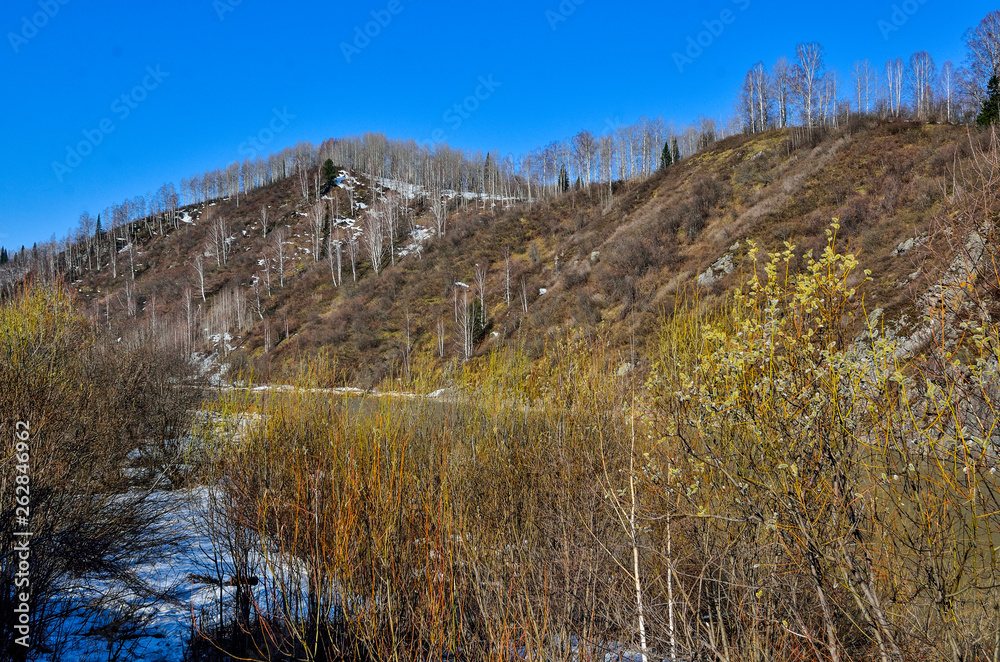 Early spring landscape on mountain river bank with blooming pussy willow