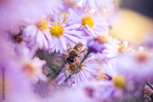 Bees on flowers © levenko