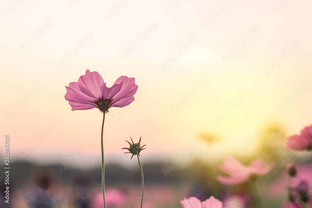 Beautiful purple cosmos flower in garden with sunlight and blue sky Beautiful purple cosmos flower in garden with sunlight and blue sky