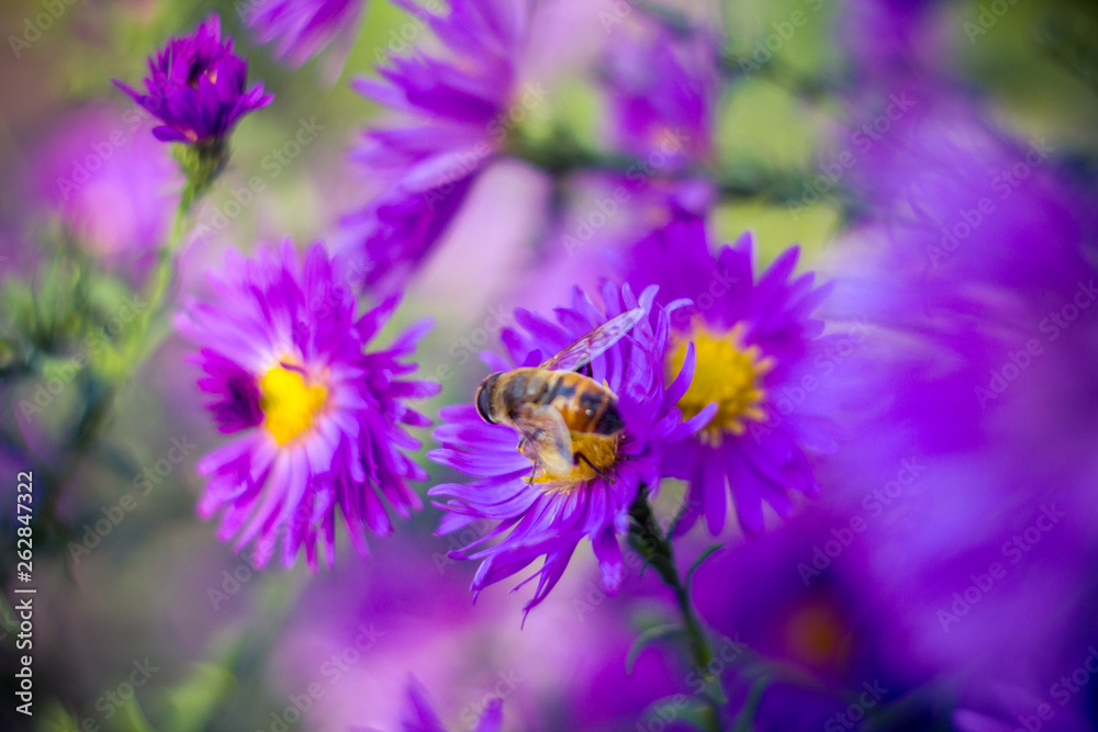 Bees on flowers Bees on flowers