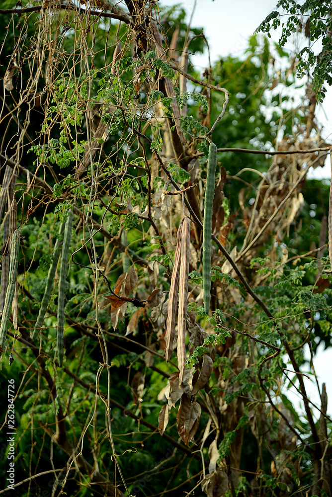 exotische Pflanzen und Bäume in Südostasien exotische Pflanzen und Bäume in Südostasien